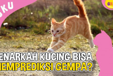 Benarkah Kucing Dapat Memprediksi Gempa, Apakah Karena Kemampuan Indra Keenamnya?