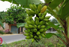 Mau Coba? 6 Tips Budidaya Buah Pisang Agar Cepat Berbuah Bagi Pemula, Begini Caranya...