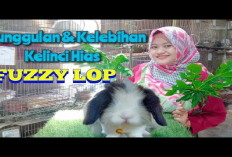 7 Kelebihan Ternak Kelinci Jenis Fuzzy Lop yang Banyak di Minati Pencinta Kuping Panjang, Apa Aja?