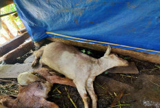Waspada, 5 Penyebab Kambing Baru Dibeli dari Pasar Mati Mendadak, Cegah Sebelum Terlambat!