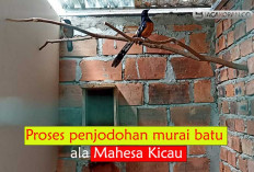  4 Strategi Penjodohan Murai Batu yang Efektif dan Aman  Ala Mahesa Kicau