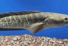 Ikan Gabus, Superfood Lokal yang Sering Diremehkan: Kaya Albumin, Protein Tinggi, dan Omega-3