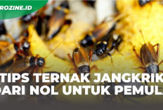 8 Tips Memulai Usaha Ternak Jangkrik Pasti Sukses untuk Pemula, Gini Caranya
