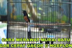Kamu Harus Tau Nih! 5 Cara Merawat Burung Murai Batu Agar Bisa Bersuara Merdu, Begini Caranya 