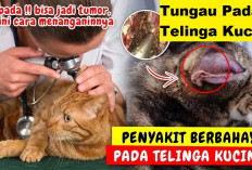 Waspada! Tungau Pada Kucing yang Dapat Menyebabkan Infeksi dan Merusak Telinganya Secara Permanen, Kok Bisa?
