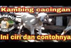 Kamu Harus Tau Nih! 8 Ciri-Ciri Kambing Sakit Cacingan, Pentingnya Deteksi Dini dan Cara Pengobatannya
