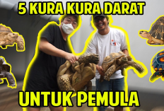 4 Jenis Kura-kura yang Mudah di Pelihara Bagi Pemula, Nomor 3 Paling Rekomendasi Untuk Kamu Adopsi, Kenapa?