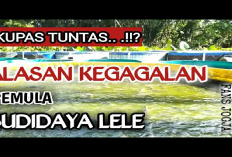 Waspada 10 Faktor Penyebab Kegagalan Dalam Budidaya Ikan Lele, No 10 Fatal Banget!