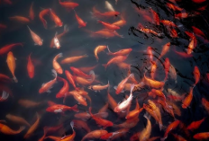 Kamu Harus Tau Nih! Faktor Penyebab Kamu Gagal dalam Budidaya Ikan Mas, Apa Aja?