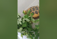 Info Ternak, 5 Manfaat Daun Kelor Sebagai Pakan Kura-Kura Sulcata