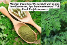 Manfaat Daun Kelor Menurut Al-Qur'an dan Ilmu Kesehatan, Apa Saja Manfaatnya? Yuk Simak Penjelasannya...