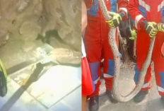 Ular Sanca 3 Meter Muncul Saat Warga Mandi, Kemayoran Geger!