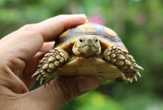 5 Tips Mudah yang Dapat Kamu Lakukan Untuk Merawat Kura-kura Sendiri di Rumah, Pemula Wajib Coba Nih...