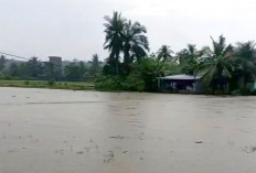 Hujan Deras, Ratusan Hektare Sawah di Kabupaten OKU Timur Terendam Banjir