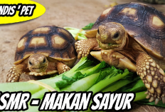 Info Ternak, Manfaat Sayur Sawi Sebagai Pakan Kura-Kura Sulcata, Bisa Bikin Terhindari Dari Berbagai Penyakit!