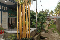 Bebas dari Ilmu Hitam! Ini dia 14 Tanaman Ampuh Penangkal Santet dan Energi Negatif, Buruan Tanam dirumah 