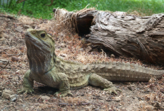 Dianggap Sudah Punah! Ternyata 4 Hewan Purba ini Masih Hidup Sampai Sekarang, Yuk Simak Apa Aja?