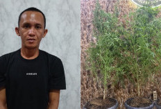 Budidaya Ganja Dalam Pot, Pria di OKU Selatan Berhasil Panen, Langsung Diciduk Polisi