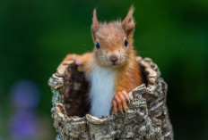 Apakah Ada Jenis Hewan yang Dapat Memakan Cabai Tanpa Merasakan Pedas? Yuk Simak Faktanya di Sini