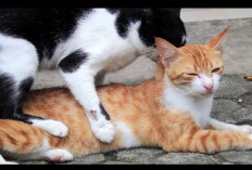 Tidak Hanya Manusia, Ternyata Kelainan Sexsual Juga Dapat Terjadi Pada Kucing Jantan, Kok Bisa?
