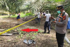 Mayat Tinggal Kerangka di Kebun Sawit, Benarkan Korban Pembunuhan?