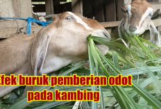 Dampak Negatif Pemberian Odot Sebagai Pakan Pada Kambing, Peternak Perlu Waspada! Kenapa?
