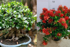 4 Inspirasi Pohon Mini Teras Cantik, Mudah Dirawat dan Tahan Cuaca Panas  