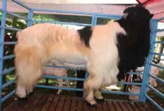 Ternak Kambing Etawa, Bisnis Menjanjikan untuk Pemula dengan Keuntungan Berlipat Ganda, Gini Caranya!