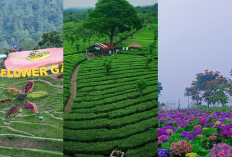 Liburan ke Malang Wajib ke Sini! Batu Flower, Kebun Teh Wonosari, & Kebun Bunga Hortensia Super Instagramable