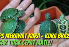 5 Fakta Menarik Tentang Kura-Kura Brazil dan Tips Merawatnya, Yuk Simak Penjelasannya!