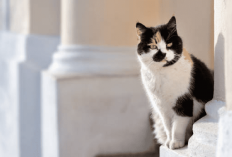 Apasih Yang Buat Kucing Tiga Warna Langka? Nomor 3 Pasti Bikin Kamu Bilang 'Pantes', Ini Penjelasannya!