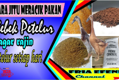 7 Rahasia Pakan yang Efektif untuk Meningkatkan Produksi Telur Bebek