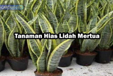 Salah Satu Tanaman Hias Ini Selain Indah dan Berguna Ternyata Dapat Mengusir Ular Loh