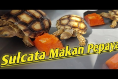 Info Ternak, Manfaat Buah Pepaya untuk Pakan Kura-Kura Sulcata, Bisa Menyembuhkan Berbagai Macam Penyakit