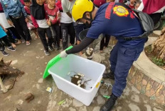 Ih Serem, Ada Belasan Butir Telur Ular di Dekat Sekoah Dasar ini, Induknya Belum Ditemukan