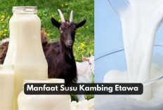 Bikin Penasaran! Ini 6 Manfaat Susu Kambing Etawa yang Bikin Tubuh Tetap Fit dan Kuat