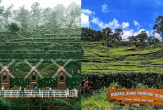 2 Wisata Alam Terpopuler di Batang yang Wajib Dikunjungi! Kebun Teh Pagilaran & Argo Buncak Tombo Bikin Adem