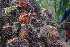 Awal Mei 2024, TBS Sawit Naik Rp 2.717 Pekan ini, Berikut Daftar Harganya! 