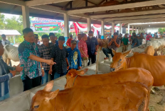 Hanya 4 Jam Dari Palembang, Daerah Ini Jadi Lumbung Ternak Terbesar di Sumatera, Ada 67 Ribu Ekor Sapi Terdata