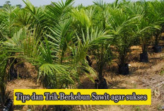 Kebun Sawit, Berikut tips dan trik agar Berhasil 