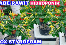 Ide Bisnis, Cara Memulai Usaha Cabe Hidroponik yang Low Budget, Cuan Melimpah!