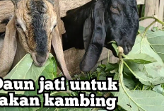 Kamu Harus Tau Nih! 7 Manfaat Daun Jati Sebagai Pakan Kambing, No 7 Sangat Membantu Masyarakat, Kok Bisa?