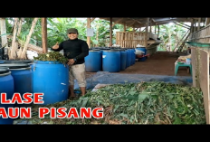 8 Cara Membuat Silase Daun Pisang Sebagai Alternatif Pakan Ternak yang Nutritif, Gini Penjelasannya!