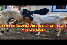 8 Ciri-Ciri Kambing Betina Birahi dan Siap Kawin yang Perlu Peternak Ketahui, Apa Saja Itu?