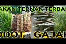 7 Manfaat Rumput Odot Sebagai Pakan Sapi Peternak Wajib Tau, Apa Aja?