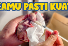 Waspada! Berikut 4 Penyebab Kucing Melahirkan Anak yang Cacat Hingga Meninggal, Nomor 3 Harus Rentan Mati...