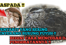 Kamu Harus Tau Nih! 8 Penyakit Umum yang Sering Menyerang Burung Puyuh dan Cara Mengatasinya, Apa Aja?