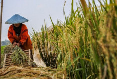 Sampai Kapan Kelangkaan Beras Bakal Berlangsung? Simak Prediksi Perpadi!