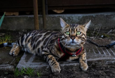 5 Harga Kucing Termahal di Dunia, Nomor 5 Terkenal Akan Keunikannya, Yuk Simak Apa Aja?