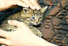 Jangan Langsung Adopsi! 5 Kucing ini Memiliki Biaya Perawatan di Luar Nalar, Kenapa?